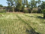 sawah-kekeringan_20180810_205147.jpg