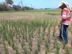 sawah-kering_20151102_142258.jpg