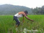 sawah-petani-buyat-kabupaten-bolaang-mongondow-timur.jpg
