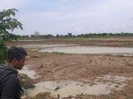 sawah-rusak-akibat-banjir-bandang-di-indramayu.jpg