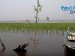sawah-tengah-danau_20150909_140637.jpg