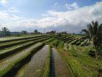 sawah-terasiring-di-jatiluwih.jpg