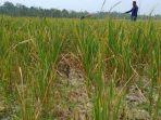 sawah-terdampak-kemarau.jpg