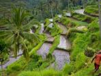sawah-tingkat-bali_20141219_044535.jpg