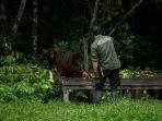 sawit-sumbermas-sarana-orang-utan.jpg