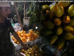 sawo-mentega-buah-yang-jarang-diketahui-warga-dijual-di-pameran-flona-synergreen-2018_20180906_122432.jpg