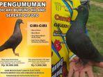 sayembara-pencarian-seekor-burung-merpati-kolong-milik-rendi.jpg