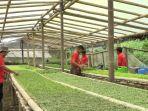 sayur-organik-merbabu-som.jpg