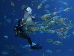 scuba-diving-11.jpg