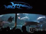 sea-world-ancol_20160327_211821.jpg