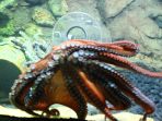 seaworld-ancol_20170629_144348.jpg