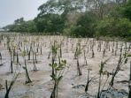 sebanyak-1001-bibit-mangrove-ditanam-di-teluk-benoa.jpg