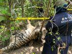 sebanyak-3-individu-harimau-sumatera-panthera-tigris-sumatrae.jpg