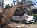 sebuah-pohon-beringin-tumbang_20180523_180340.jpg
