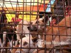 seekor-anjing-dalam-kurungan.jpg