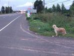 seekor-anjing-menunggu-di-pinggir-jalan-yang-sama-ketika-ia-terjatuh-dari-truk.jpg