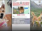 Sedihnya Wanita di China saat Tahu Anjingnya Kabur dari Penitipan, Mati Ditabrak dan Dimakan Orang