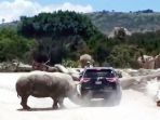 seekor-badak-terekam-kamera-menyerang-sebuah-mobil_20180803_185724.jpg