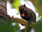 seekor-bajing-memakan-buah-palem-putri_20160811_121352.jpg