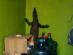 seekor-biawak-berkeliaran-di-kantor-polisi-tepatnya-di-polsek-jatinegara.jpg