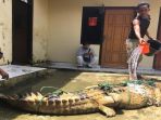 seekor-buaya-senyulung-dengannpanjang-sekitar-tiga-meter-berhasil-ditangkap_20180327_082248.jpg