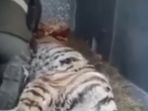 seekor-harimau-betina-yang-kelelahan-keluar-dari-hutan-di-wilayah-rusia_20180202_205024.jpg