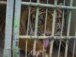 seekor-harimau-sumatera-berendam-di-kolam-di-kandangnya-di-kebun-binatang-medan-medan-zoo.jpg