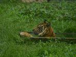 seekor-harimau-sumatera-berendam-di-kolam-di-kandangnya-di-kebun-binatang-medan.jpg