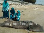 seekor-hiu-tutul-berukuran-besar-mati_20180927_053115.jpg