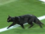 seekor-kucing-hitam-masuk-ke-lapangan-saat-liverpool-dan-manchester-united_20161018_204913.jpg
