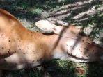 seekor-sapi-mati-diduga-diterkam-harimau-sumatera-di-pelalawan-ria.jpg