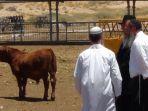 seekor-sapi-merah-yahudi-israel.jpg