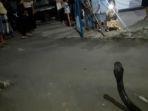 seekor-ular-king-kobra-berukuran-jumbo-buat-geger-warga-di-kuningan.jpg