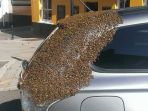 segerombolan-lebah_20180601_143128.jpg