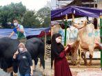 sejumlah-artis-tanah-air-beli-sapi-jumbo-untuk-berkurban.jpg