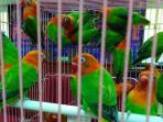 sejumlah-burung-cinta-di-kandan_20160526_181416.jpg