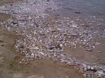 sejumlah-ikan-yang-mati-terdampar-di-pantai-ancol_20151130_133855.jpg