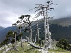 sekelompok-pohon-pinus-tua-yang-berada-di-punggung-bukit-di-taman-nasional-pollino-italia_20180529_142629.jpg