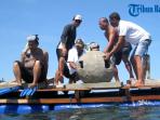 sekitar-60-koral-buatan-ditanam-di-perairan-serangan-bali_20150402_080635.jpg