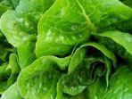 selada-romaine.jpg