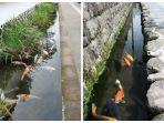 selokan-di-jepang-yang-airnya-jernih-dan-berisi-koi.jpg