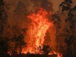 semak-terbakar-aussie.jpg