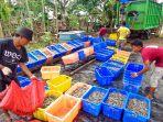 sembilan-ton-udang-vaname-diekspor-ke-jepang.jpg