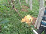 semburan-gas-ok.jpg