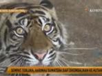 sempat-terluka-harimau-sumatera-siap-dikembalikan-ke-hutan_20161108_181804.jpg