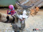 seniman-ciptakan-skenario-kocak-dari-mainan-spider-man-dan-kucing-kesayangannya-lihat-foto-fotonya.jpg