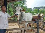 seno-sapi-prabowo-di-gunungkidul.jpg