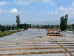 sentra-pengembangan-food-estate-berbasis-hortikultura-kementan.jpg