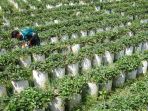sentra-stroberi-rancabali-kabupaten-bandung_20231030_194820.jpg