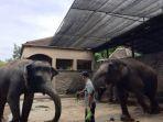seorang-mahout-atau-perawat-gajah-1111.jpg